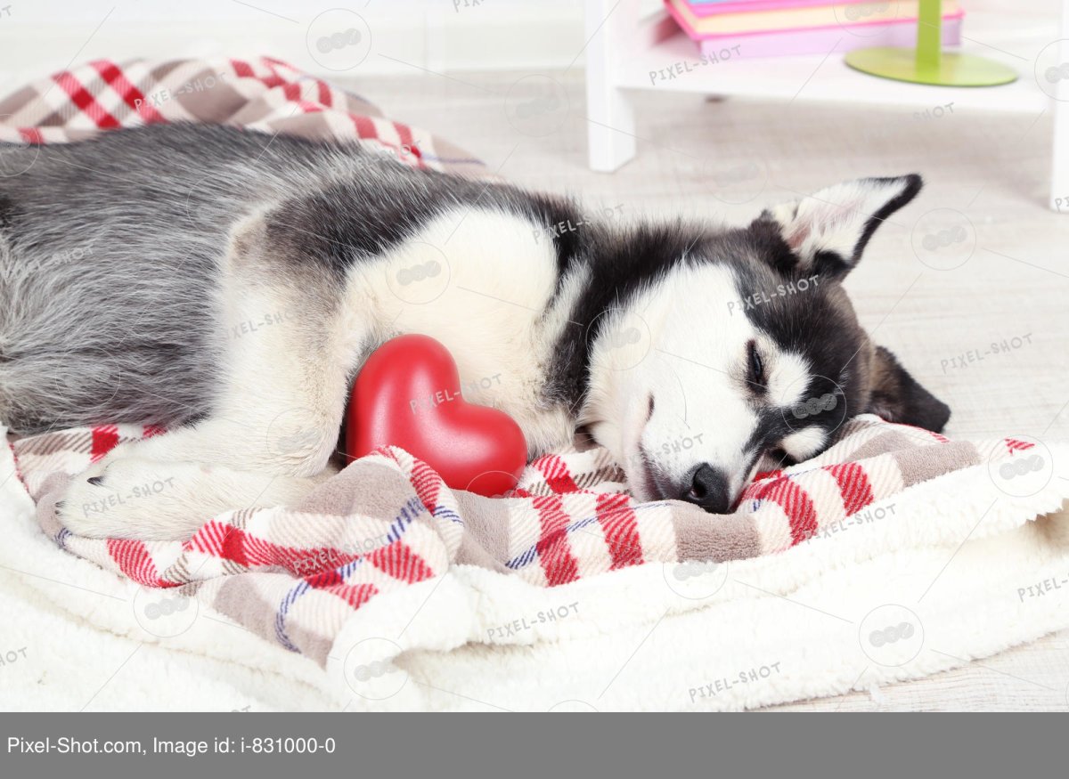 Почему щенок хаски стонет во сне