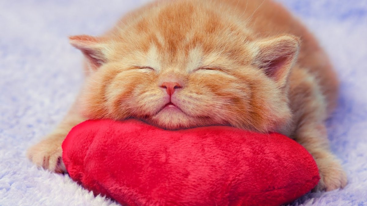 Высказывания про звонки