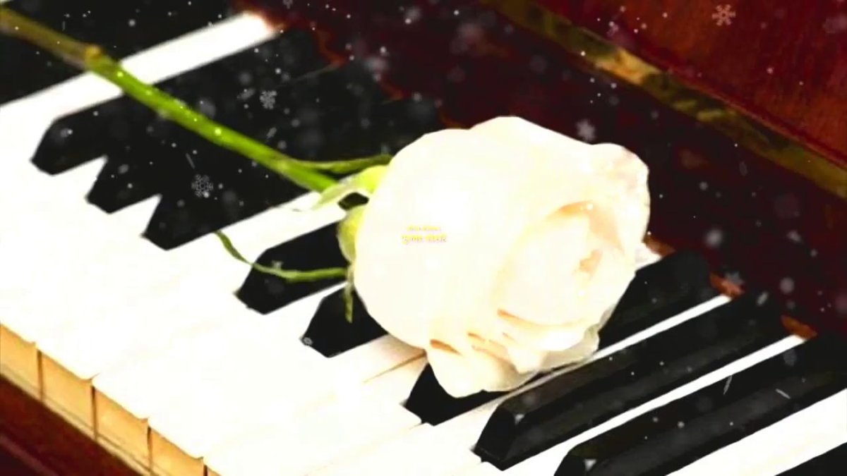 Белые розы белый рояль