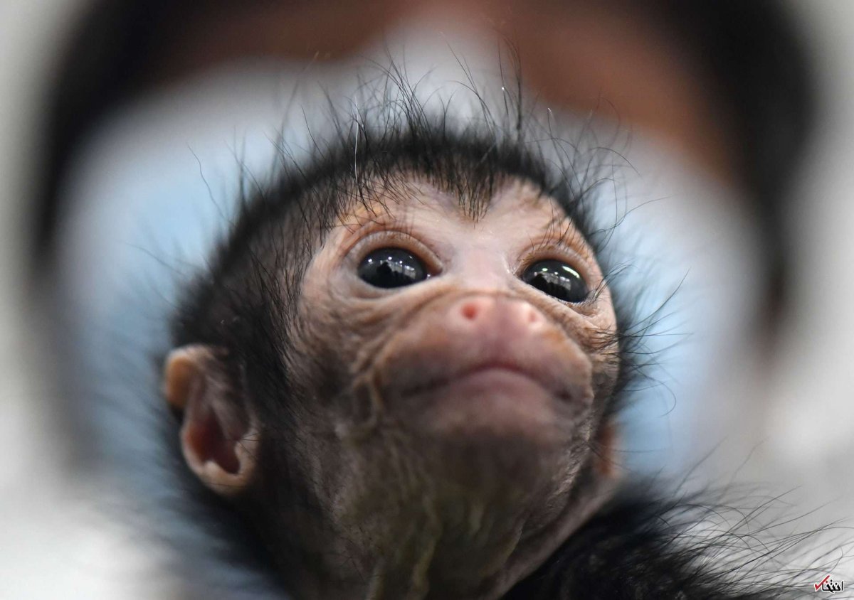 Обезьянка зевает