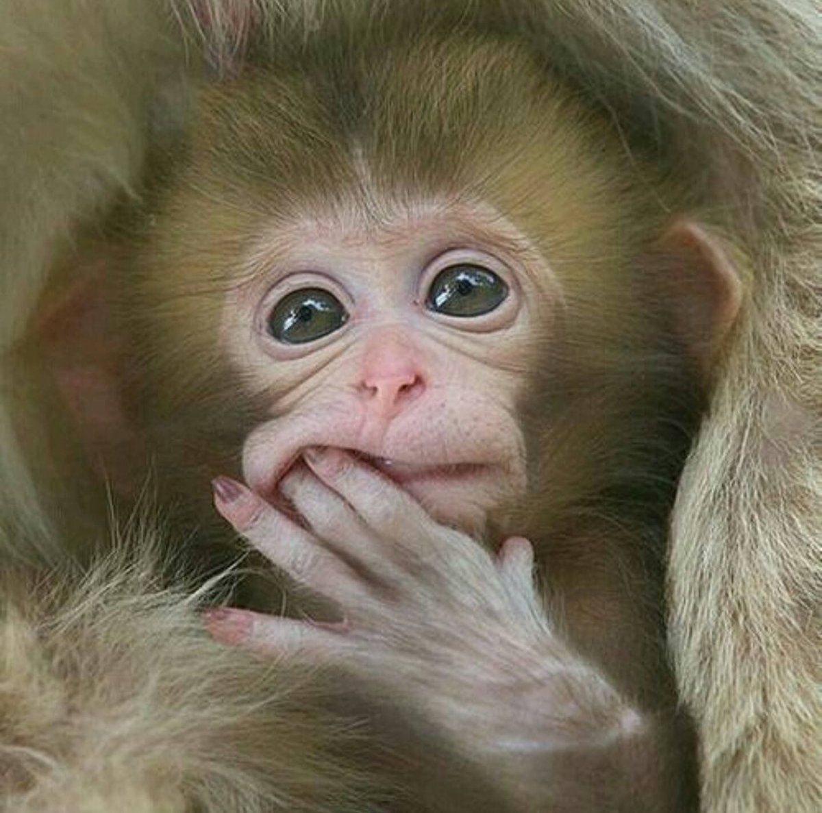 Пятерникова Анастасия обезьянки