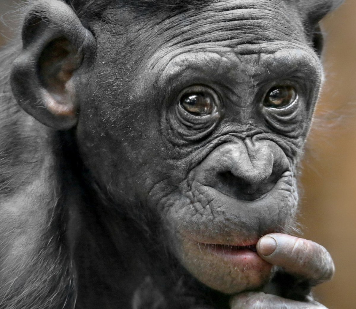 Прикольные рожицы животных