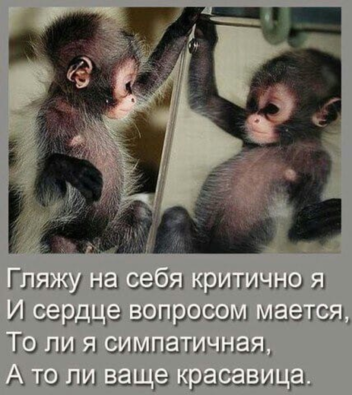 Удивленная обезьяна