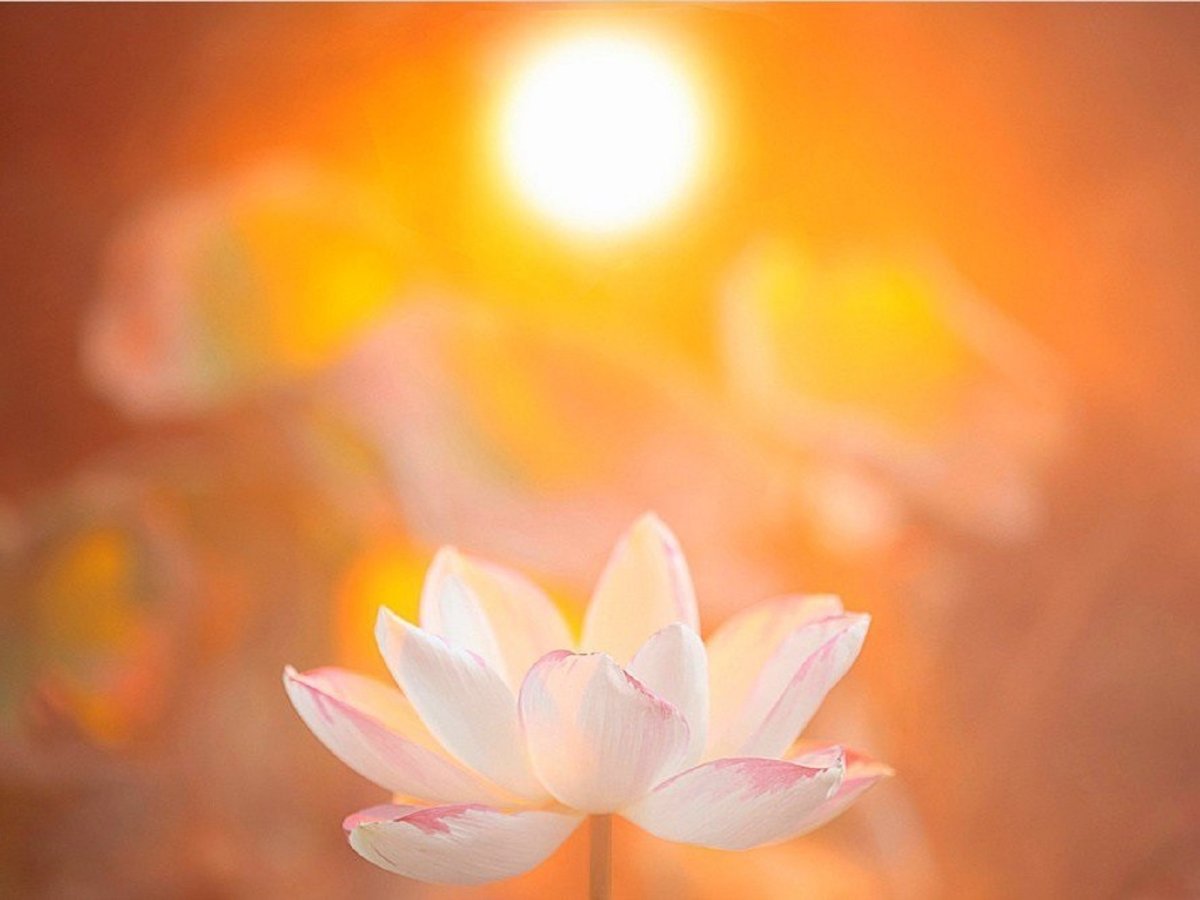 Нежное солнце