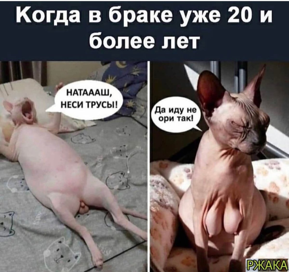 Смешные картинки с надписями для поднятия настроения до слёз