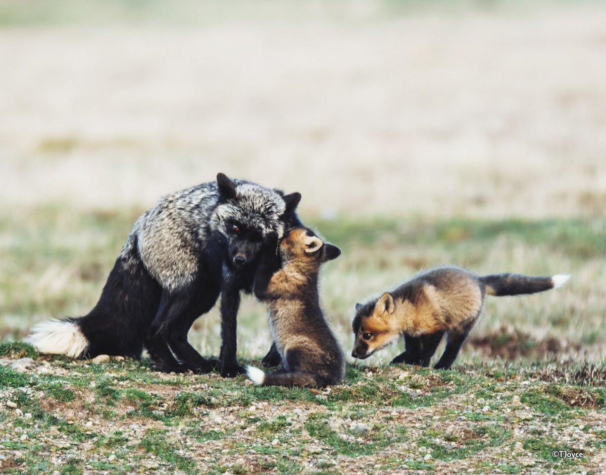 Смешные высказывания