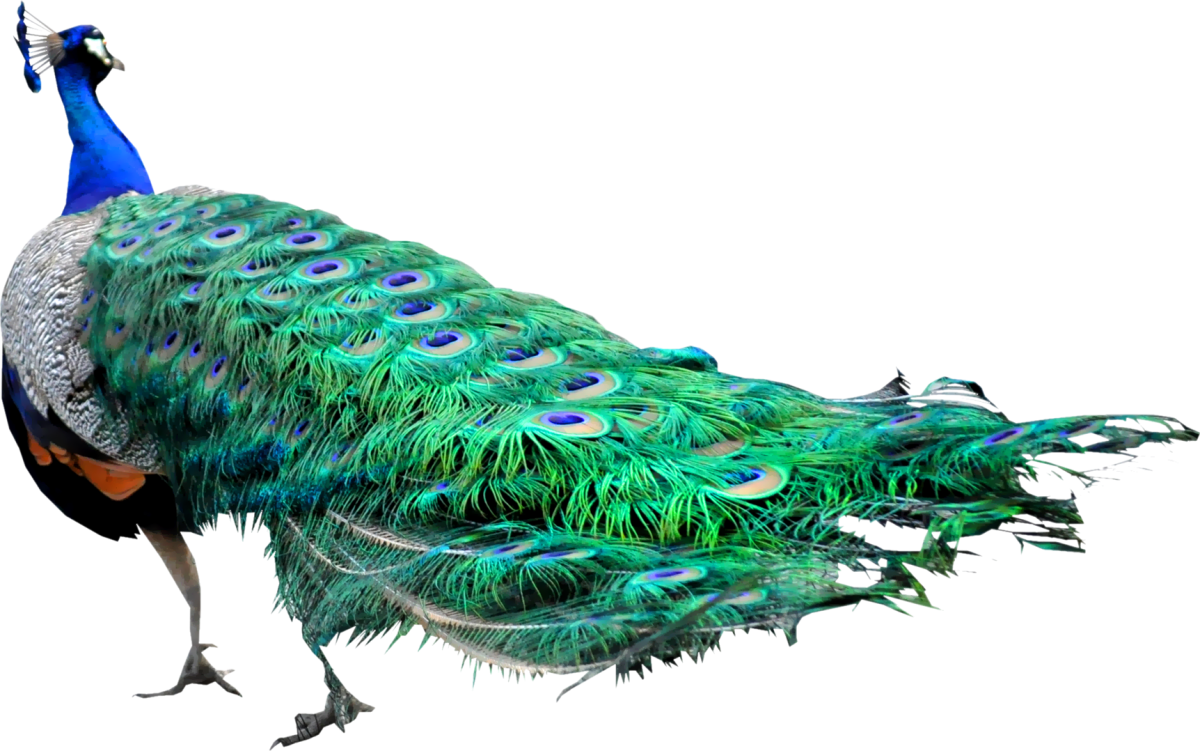 Павлин на прозрачном фоне