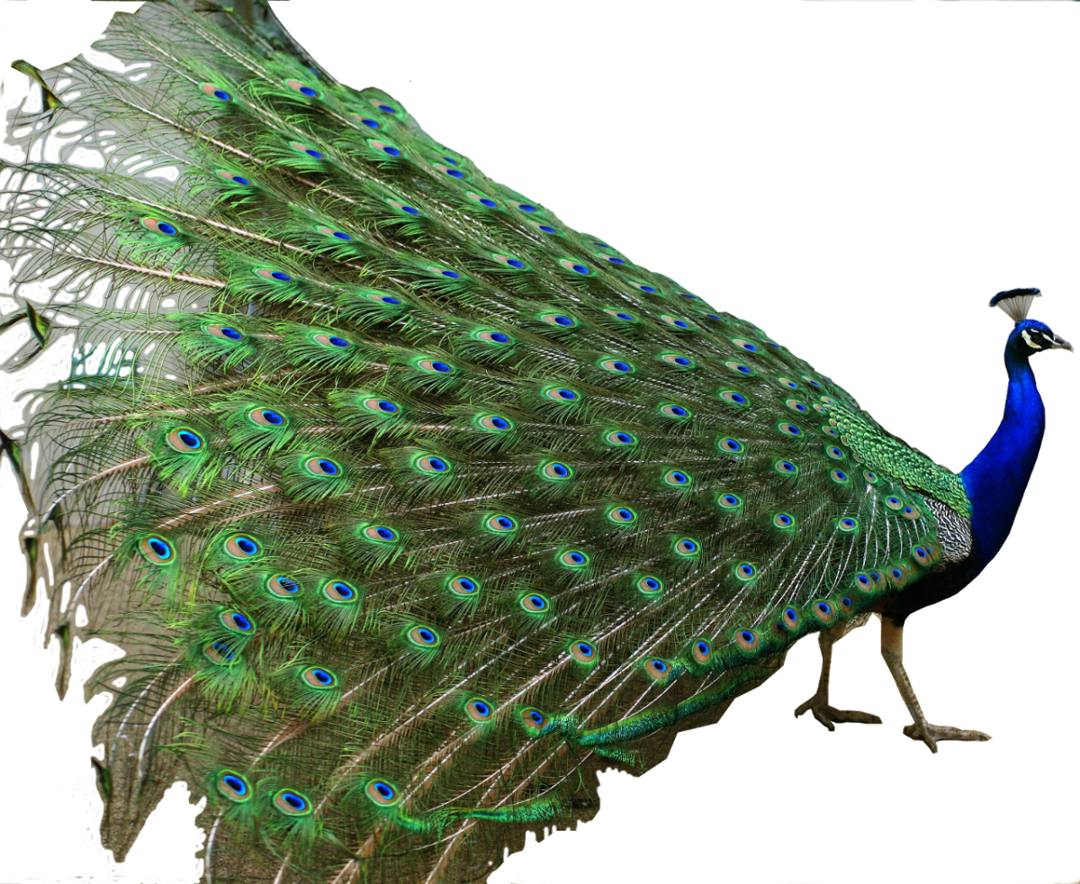 Павлин на белом фоне