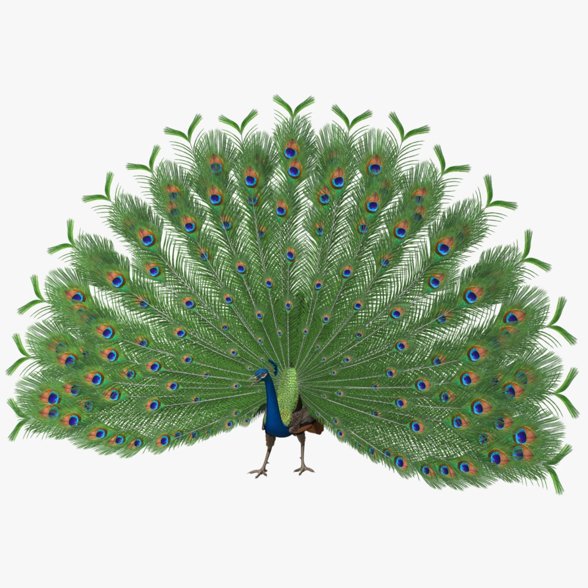 Павлин вид сбоку