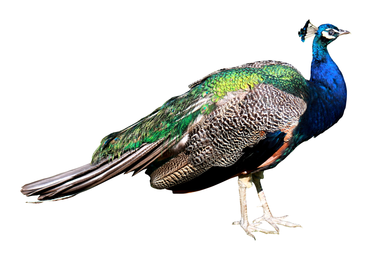 Павлин Сток иллюстрация