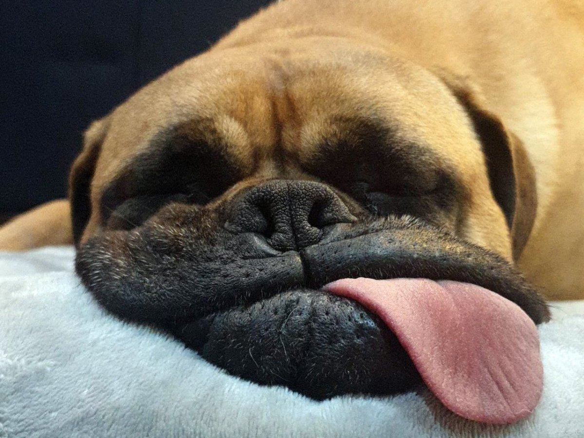 Собака спит с высунутым языком