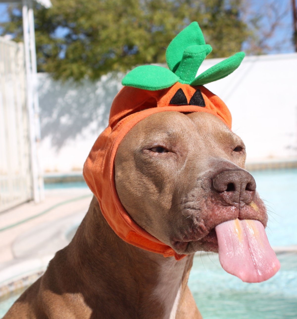 Смешные животные собаки до слез