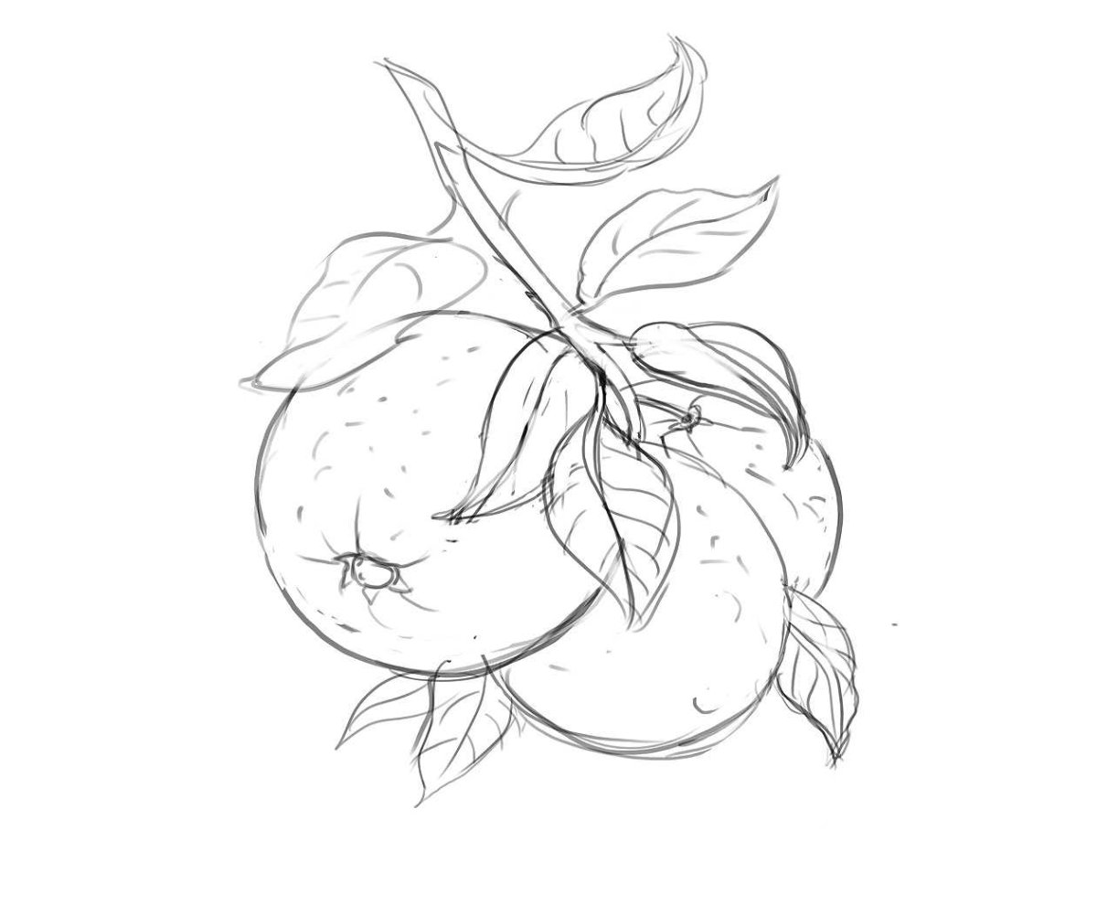 Ягоды карандашом для срисовки