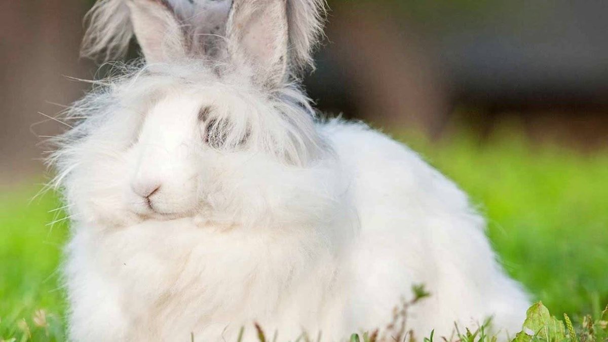 Кролик пушистый Длинноухий