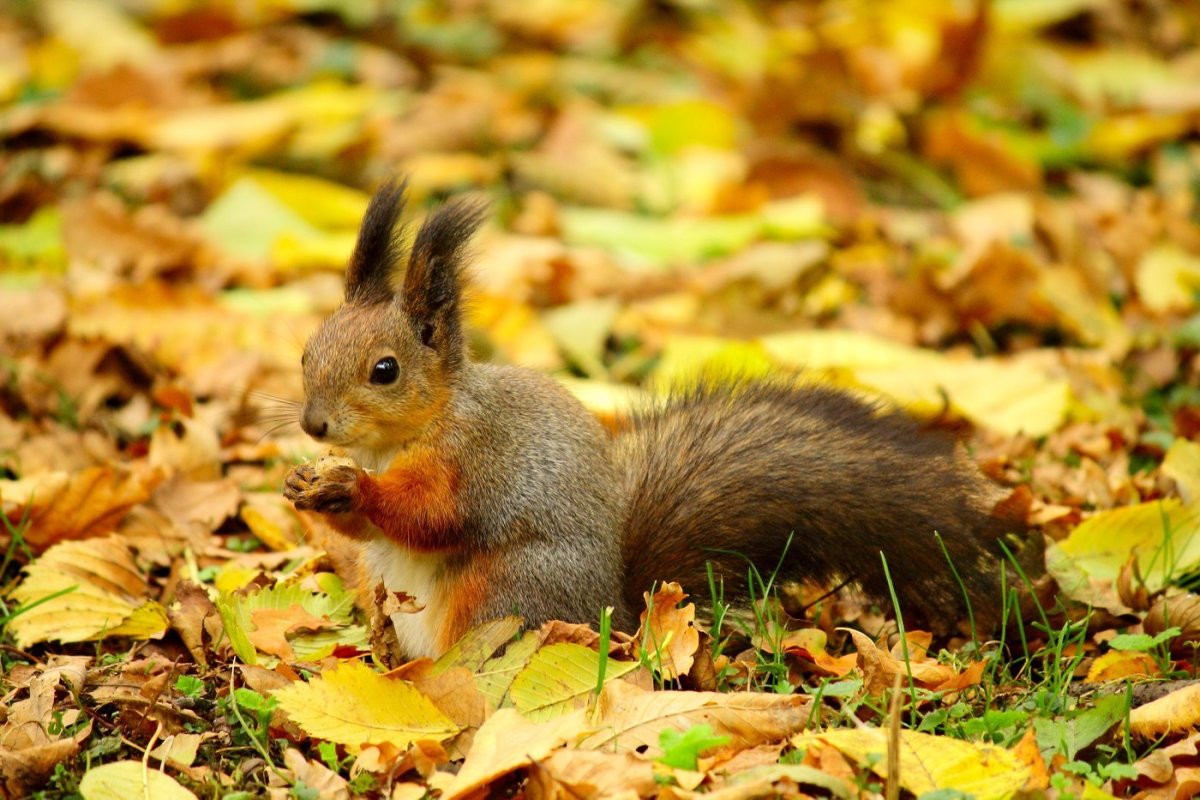 Осенние иллюстрации с животными