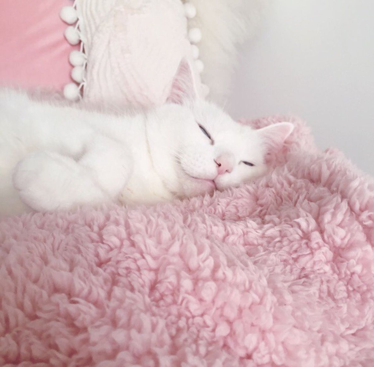 Милые котики рисунки