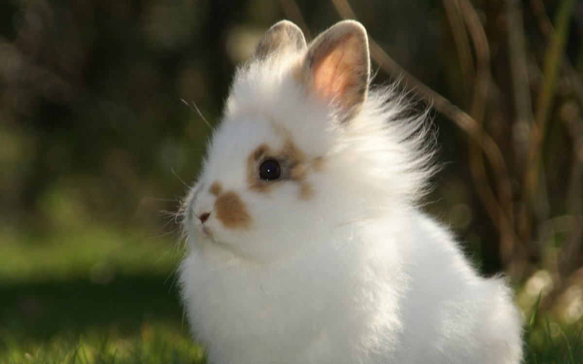 Акварельные зверята