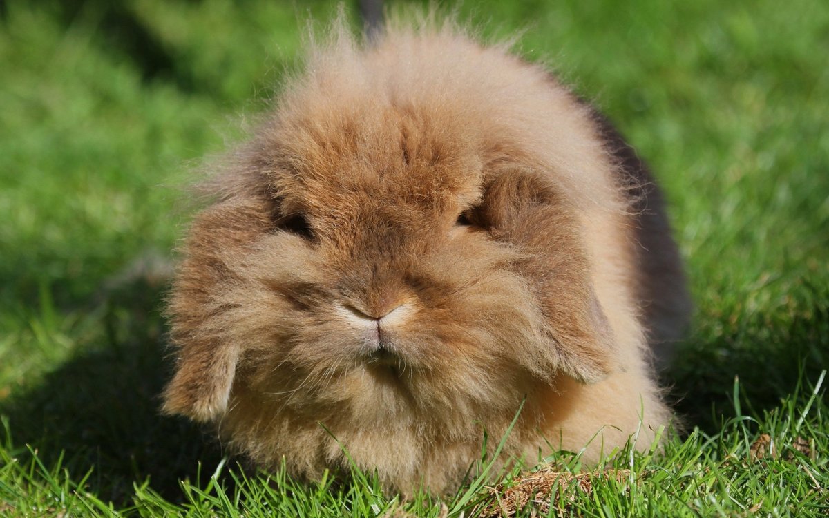 Пушистые звери