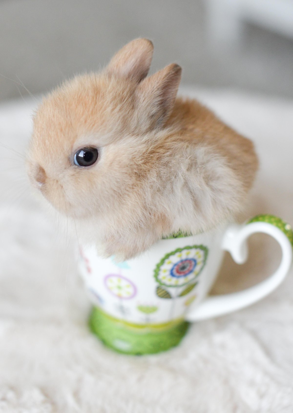 Ангорский кролик