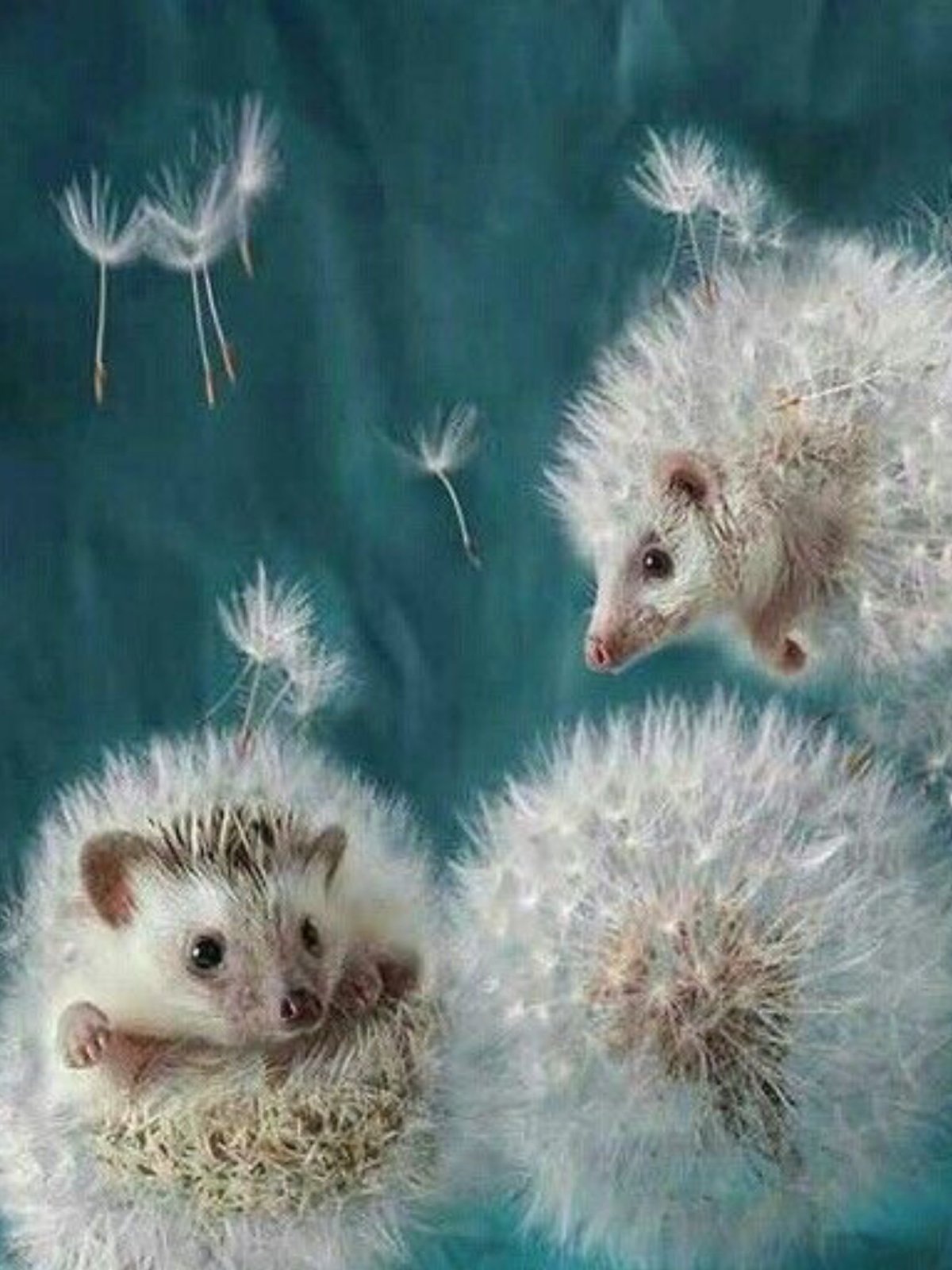 Померанский шпиц Беленький