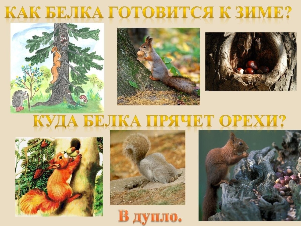 Фотоколлаж лесных животных