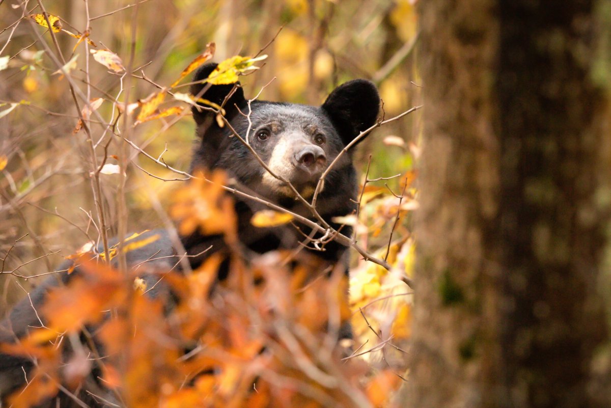 Осенние животные добрые
