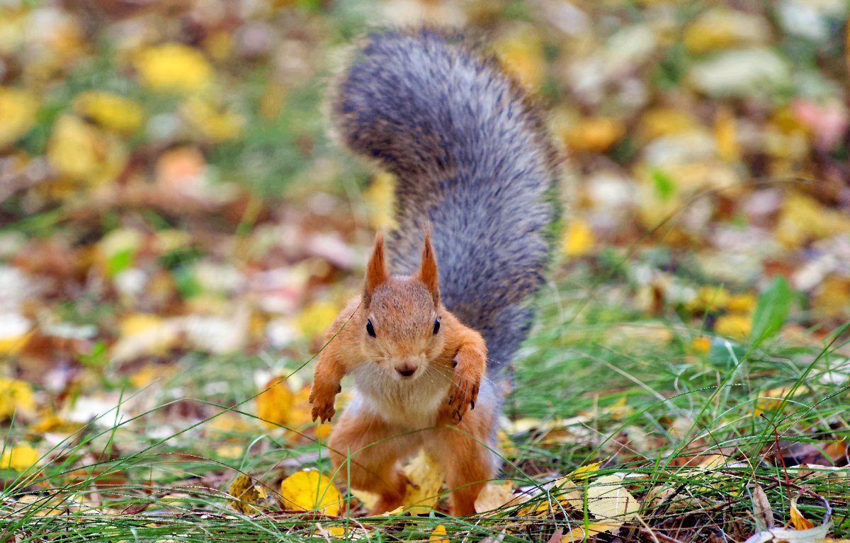 Мультяшная белка в лесу