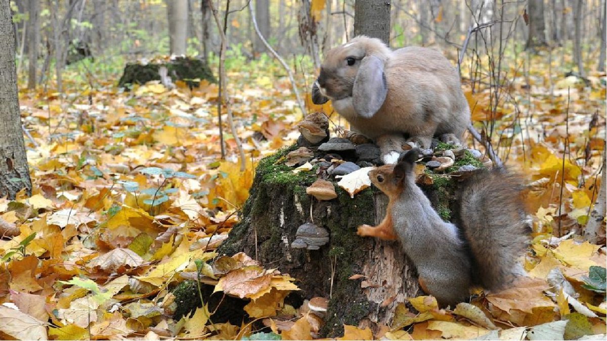 Зайчик в детском саду