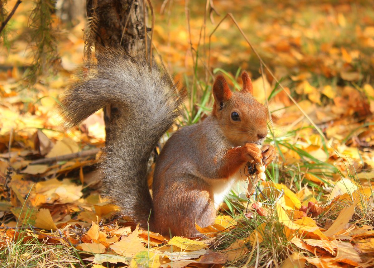 Белка из осенних листьев