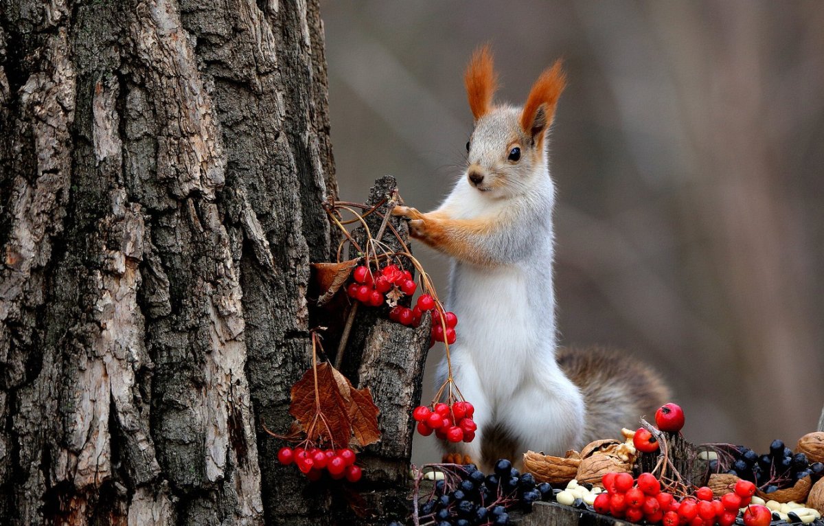 Карл Брендерс картины