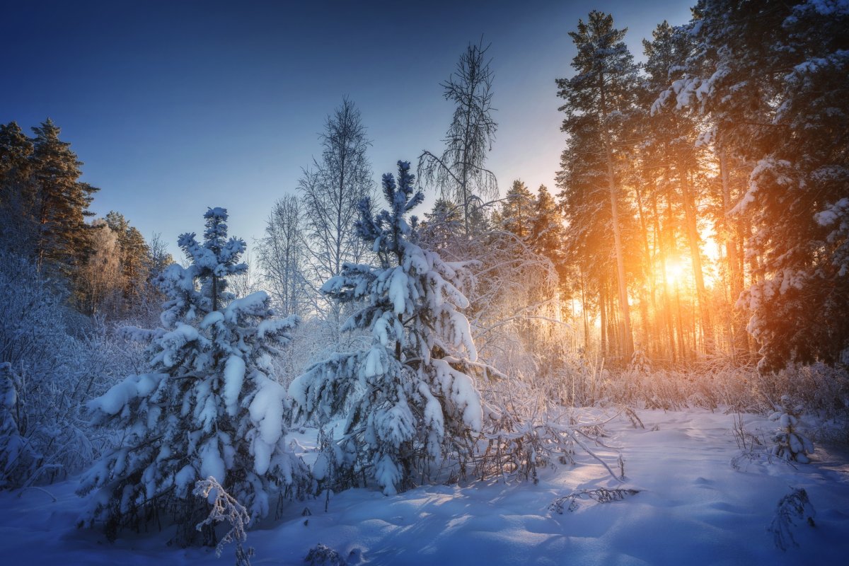 Зимой в лесу