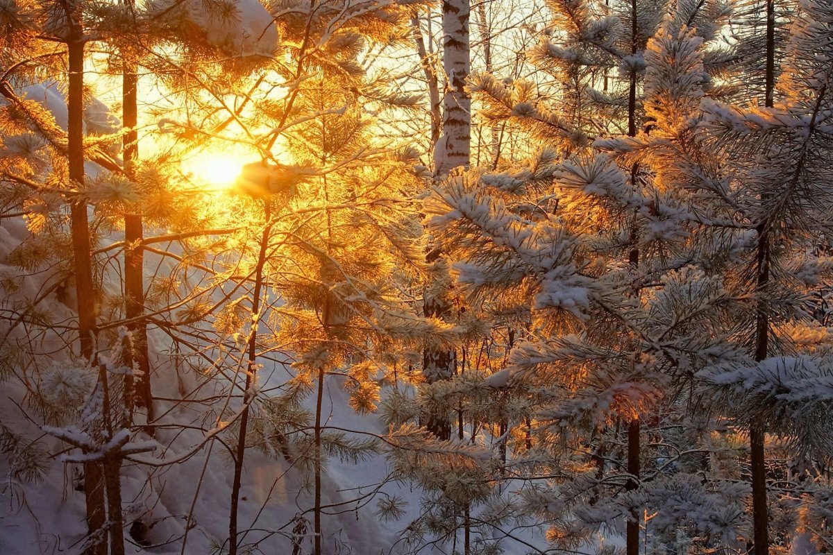 Рассвет в зимнем лесу