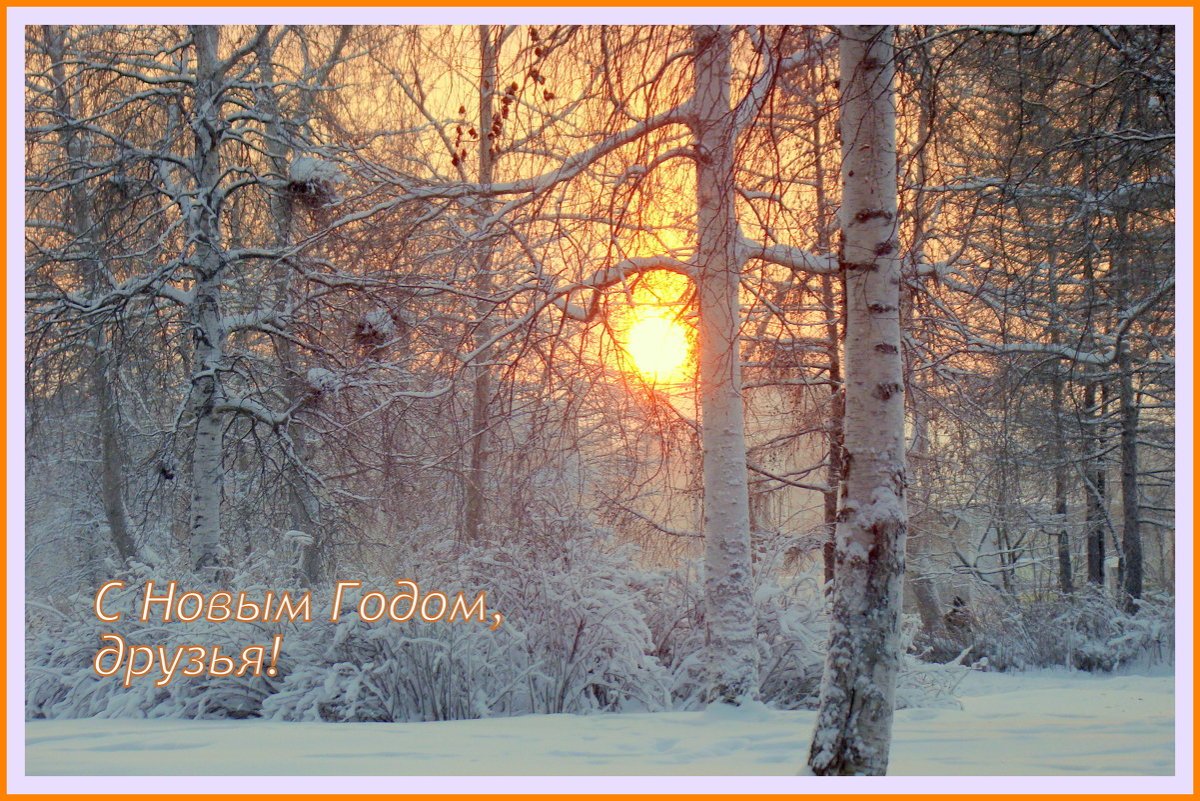 Морозный лес в снегу