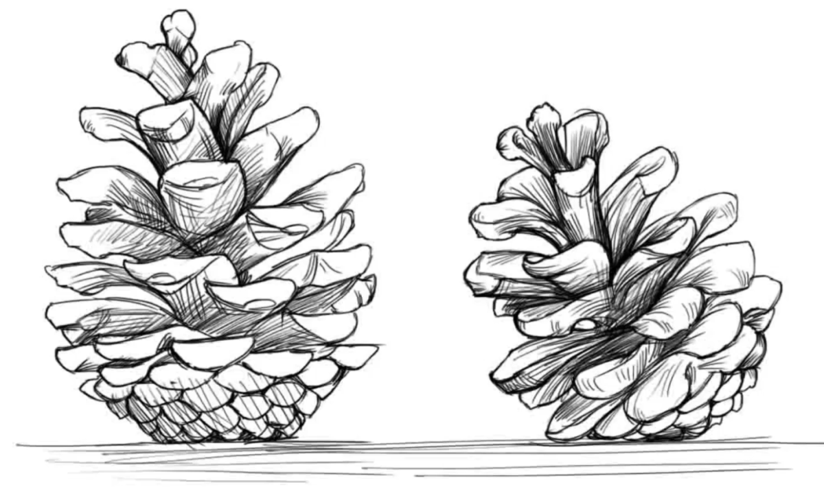 Сосновая шишка акварель