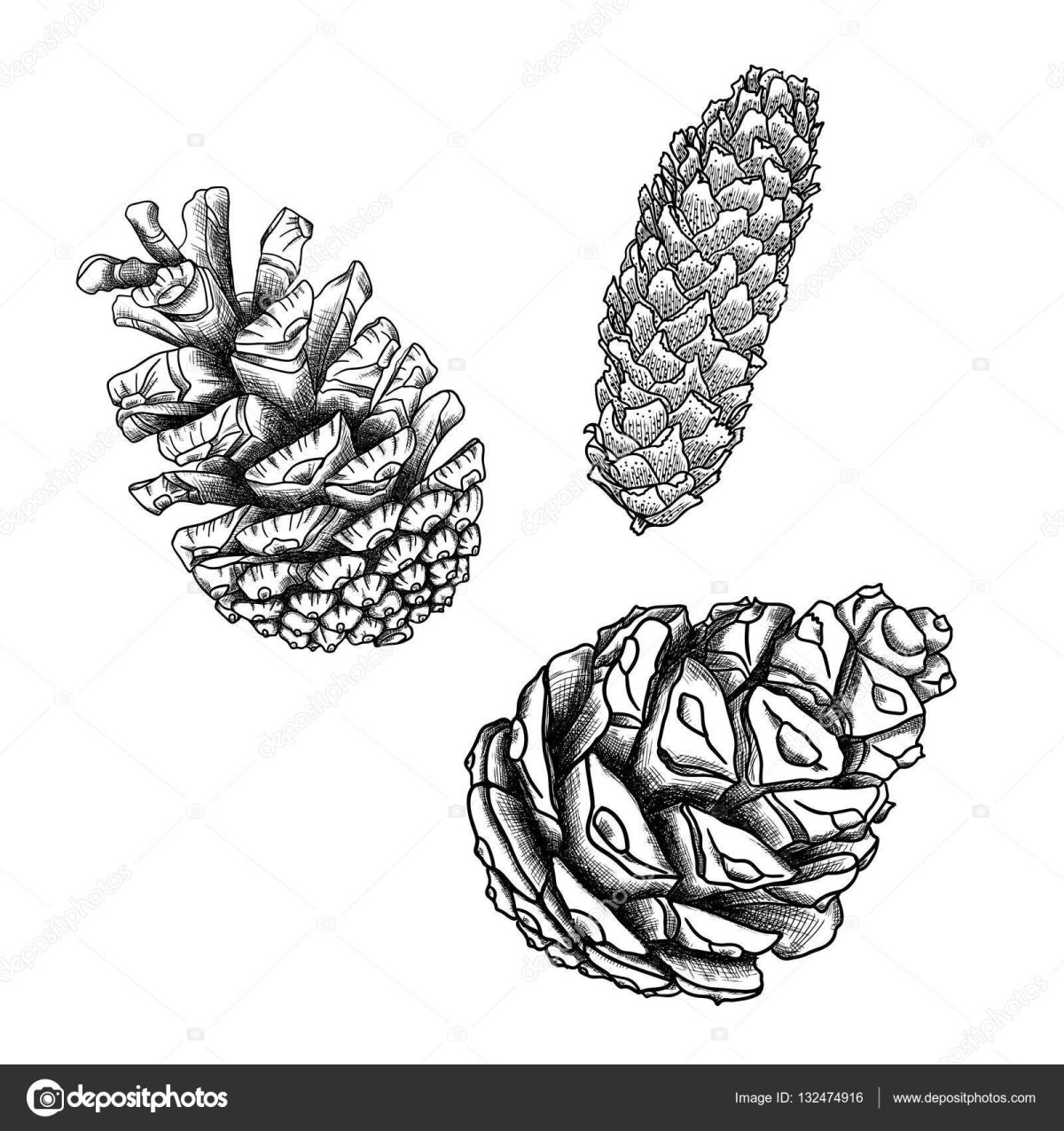 Шишка векторный клипарт