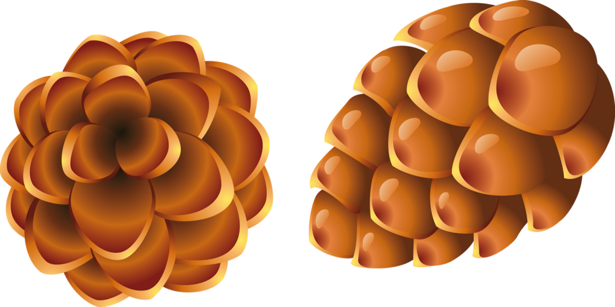 Шишки рисунок карандашом