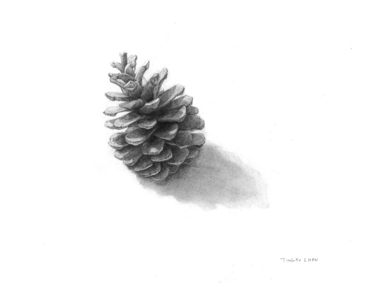 Кедровые орешки вектор