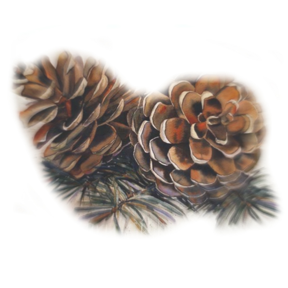 Шишка раскраска