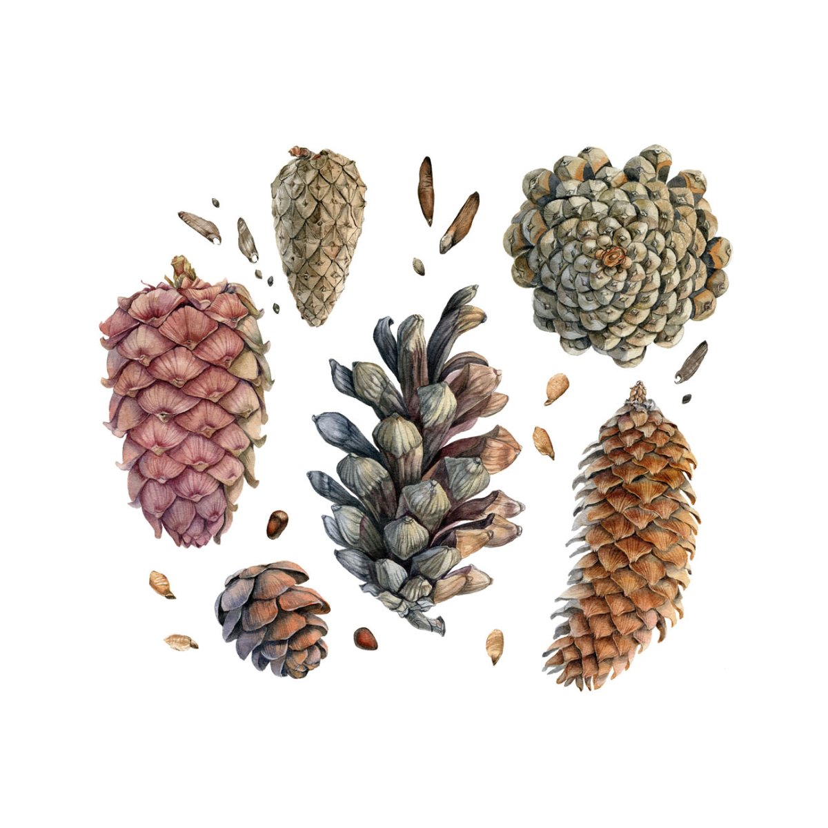 Шишка для детей вектор