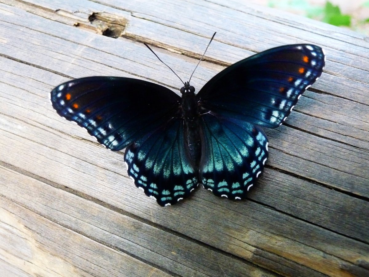 Синяя бабочка