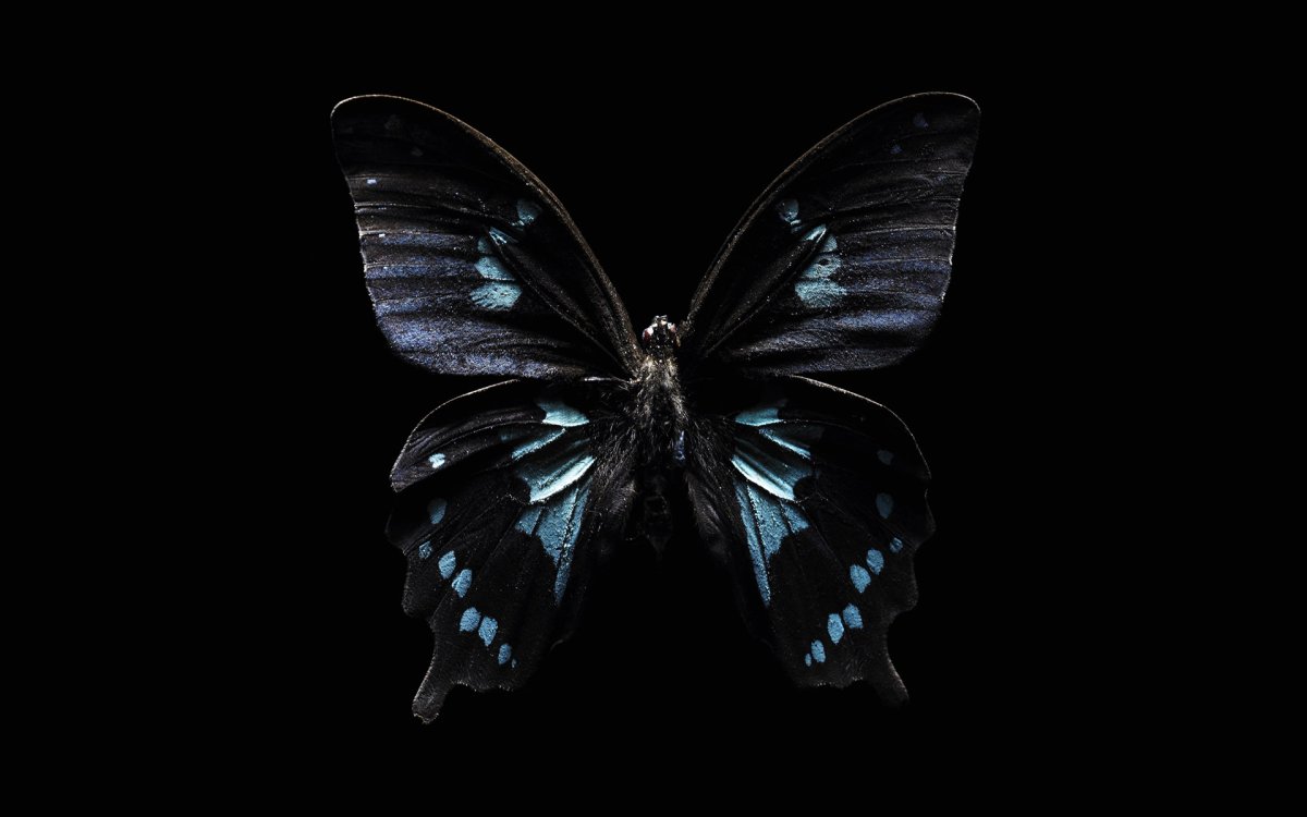 Баттерфляй Блэк