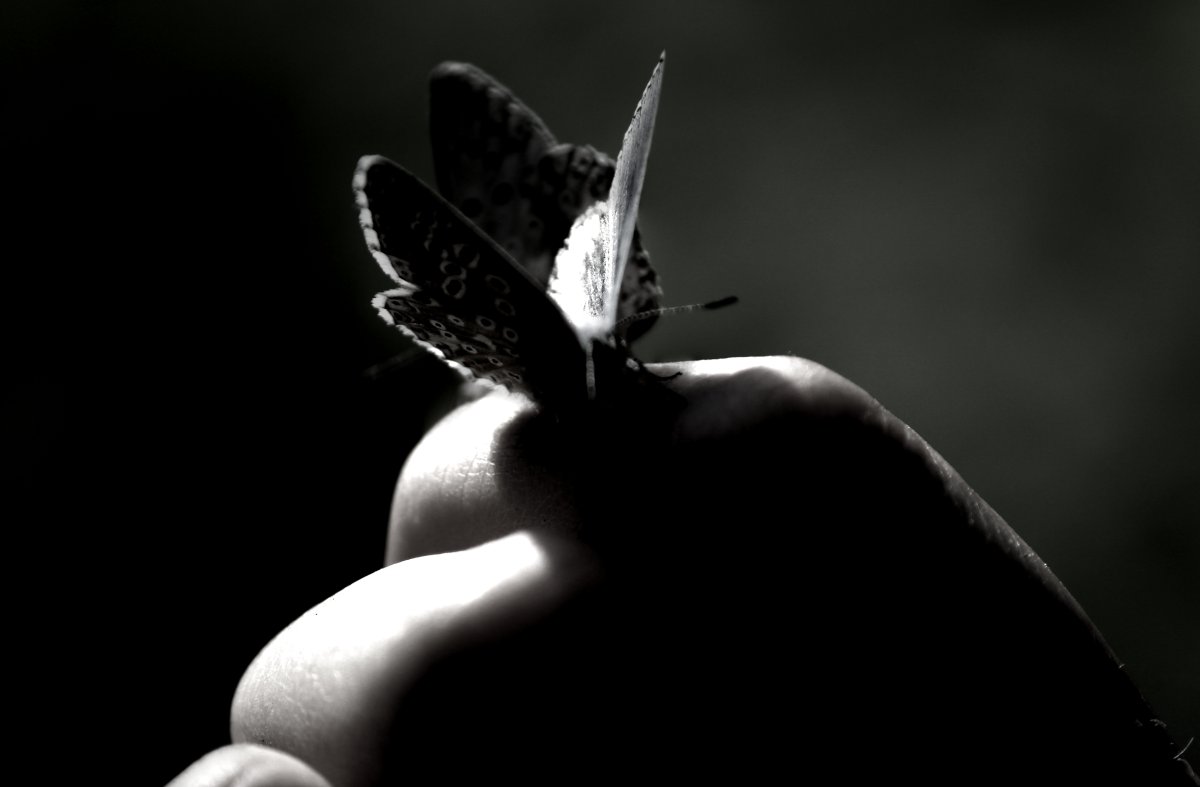 Мотылек черно белый