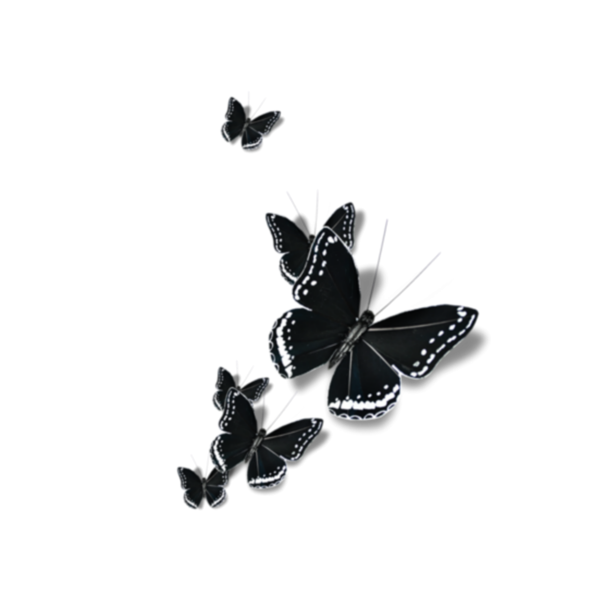 Черные бабочки на белом фоне