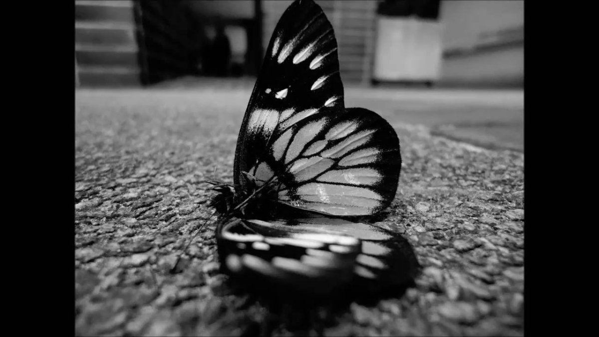 Бабочка черная