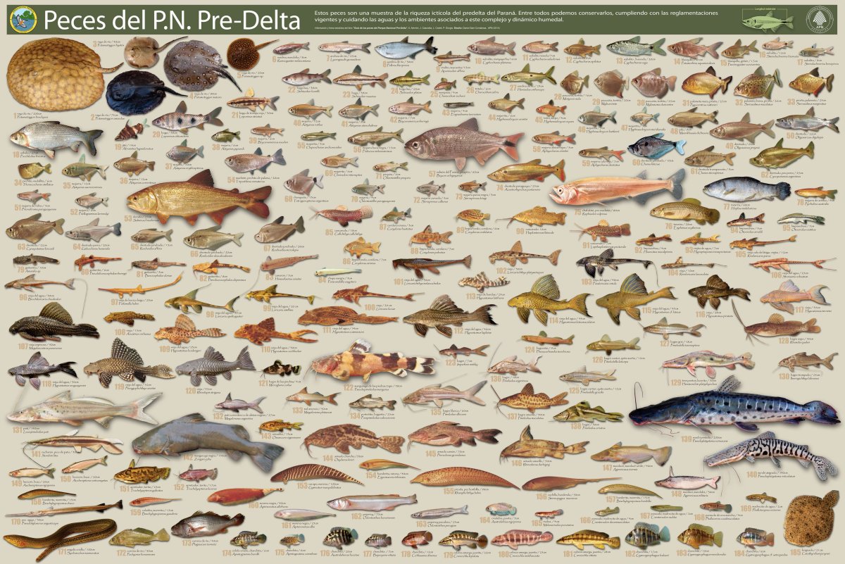 Плакат. Рыбы