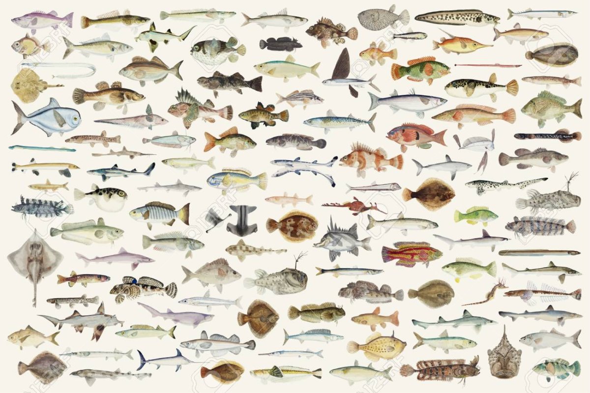 Плакат с изображением рыб