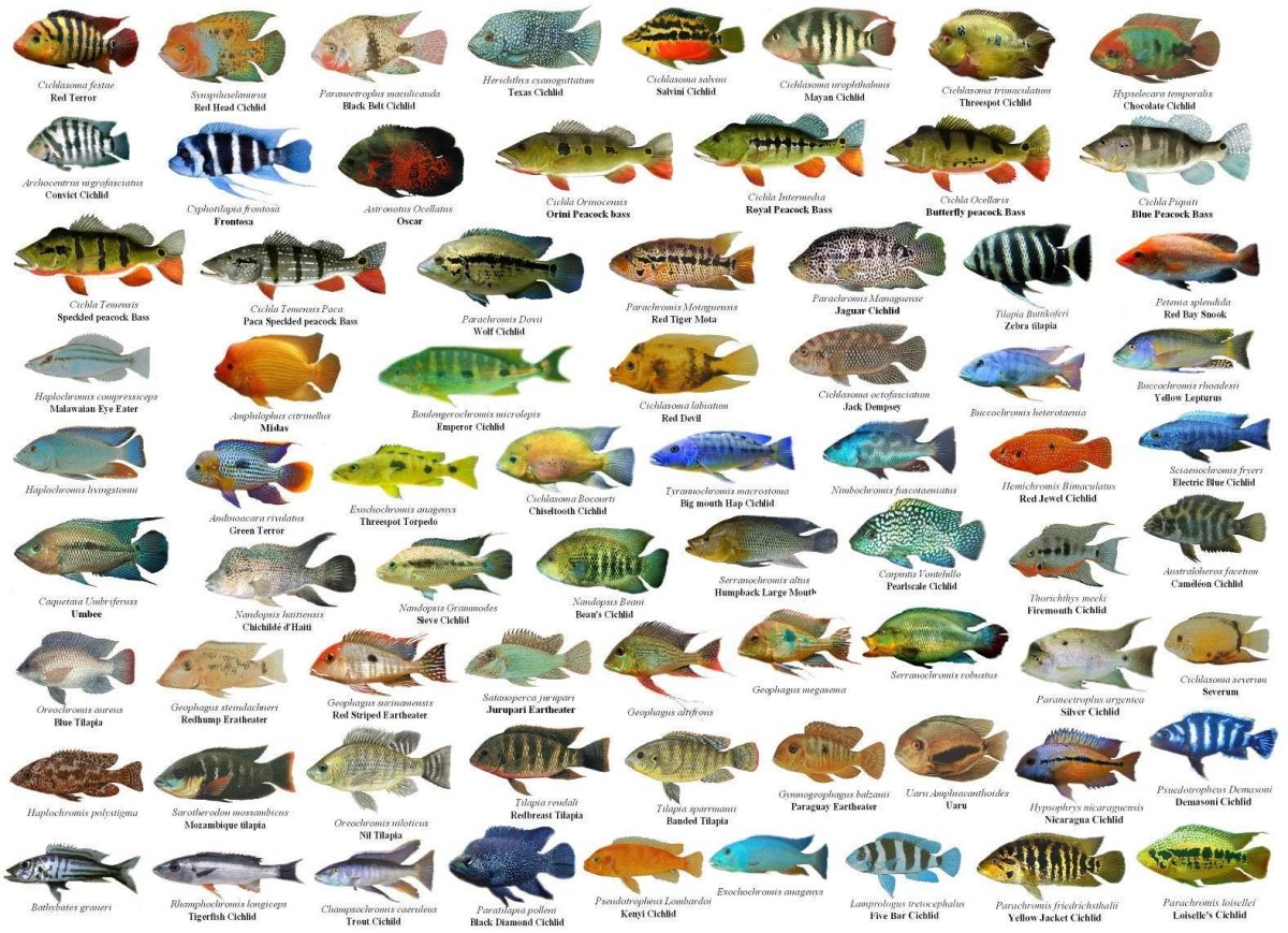 Цихлиды оз Виктория
