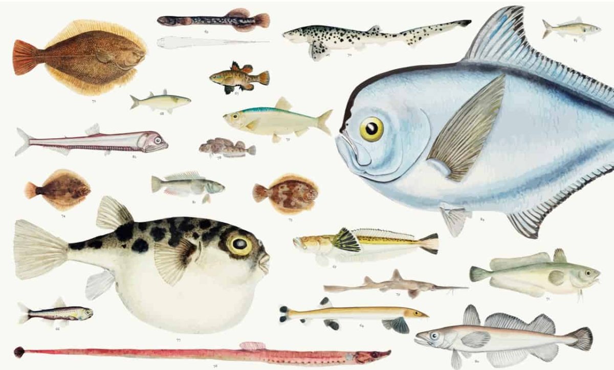 Рыба чертеж цветной