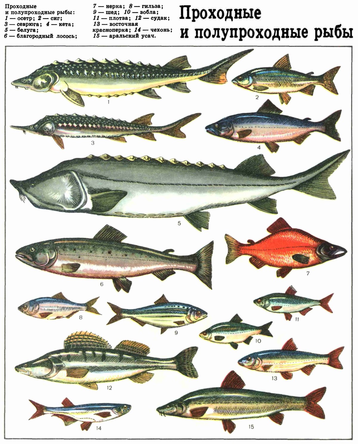 Речная рыба семейства тресковых