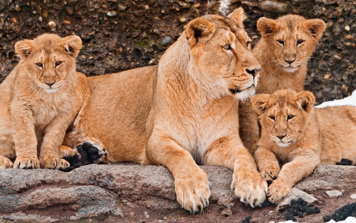 Лев львица и 3 львенка